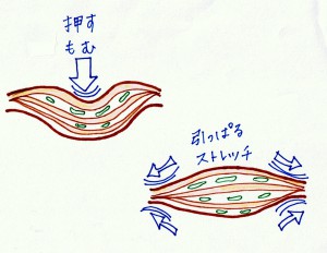 ストレッチやマッサージをした時の筋肉の状態