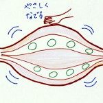 筋肉がゆるむとは？押したり揉んだりストレッチしたりではゆるまない。　