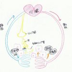 リンパとは？リンパの役割とは！？